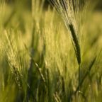 wheat-g9ab01a4b6_1280